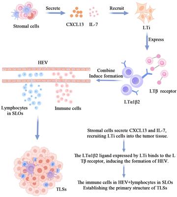 Advances in the study of tertiary lymphoid structures in the immunotherapy of breast cancer